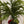 Load image into Gallery viewer, Norfolk Pine Tree in Red Pot
