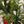 Load image into Gallery viewer, Norfolk Pine Tree in Red Pot