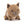 Load image into Gallery viewer, Swinley Boar