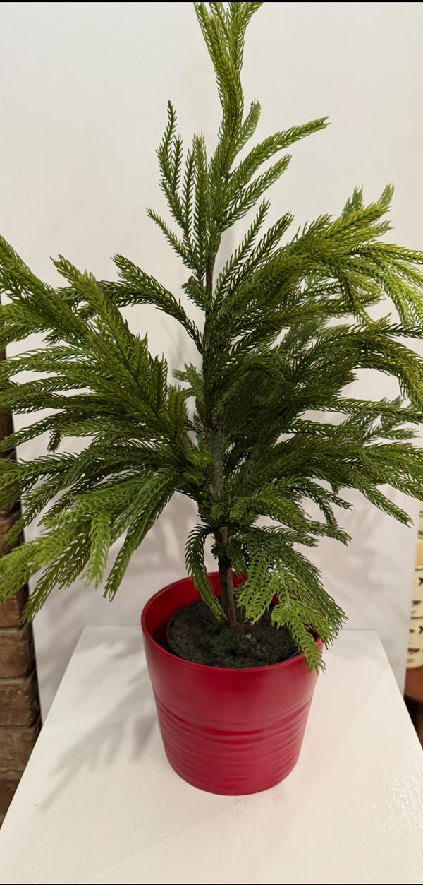 Norfolk Pine Tree in Red Pot