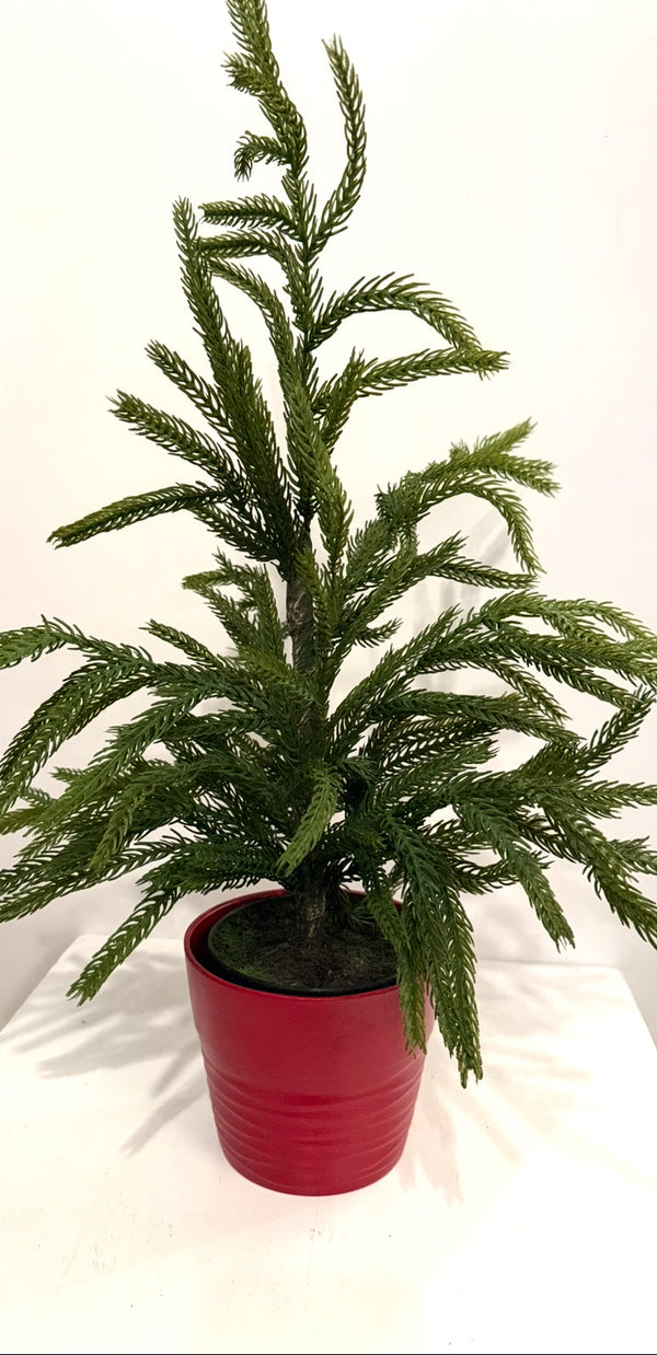 Norfolk Pine Tree in Red Pot