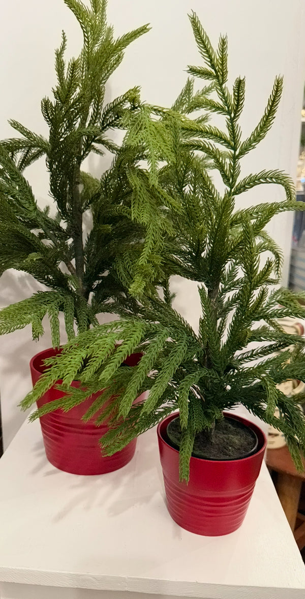 Norfolk Pine Tree in Red Pot